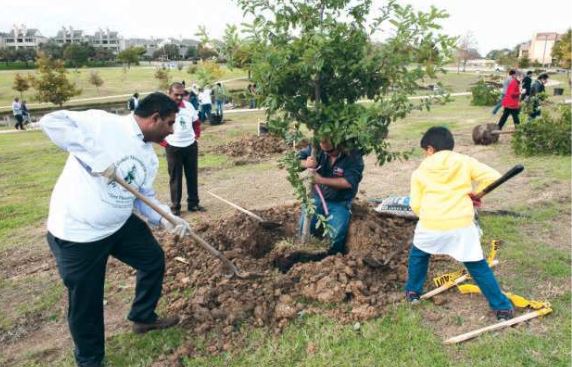 Plant a Tree, November 2015